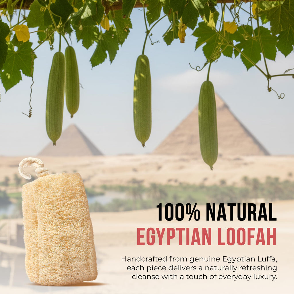All Natural Loofah Sponge, Pack of 1 Real Egyptian Bath & Shower Exfoliating Loofa Scrubber Sponges for Face, Back & Body, Eco Friendly, No Toxic Chemicals, 6" x 6" by Crafts of Egypt