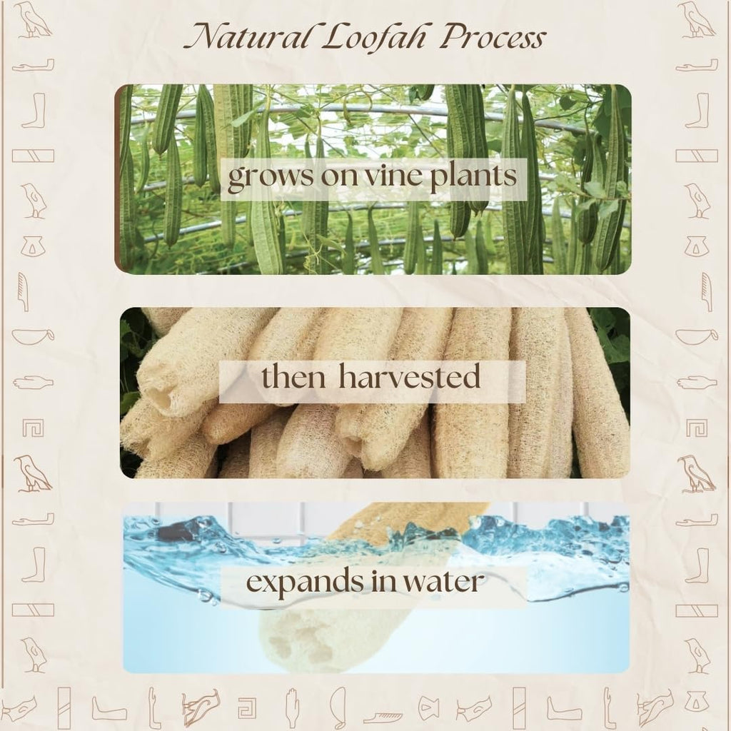 One Whole Egyptian Loofah 100% Natural SPA Beauty Bath Sponge Body Scrubber Puff. Premium Quality Lofa Loofa Luffa Loffa for exfoliating Your Skin.