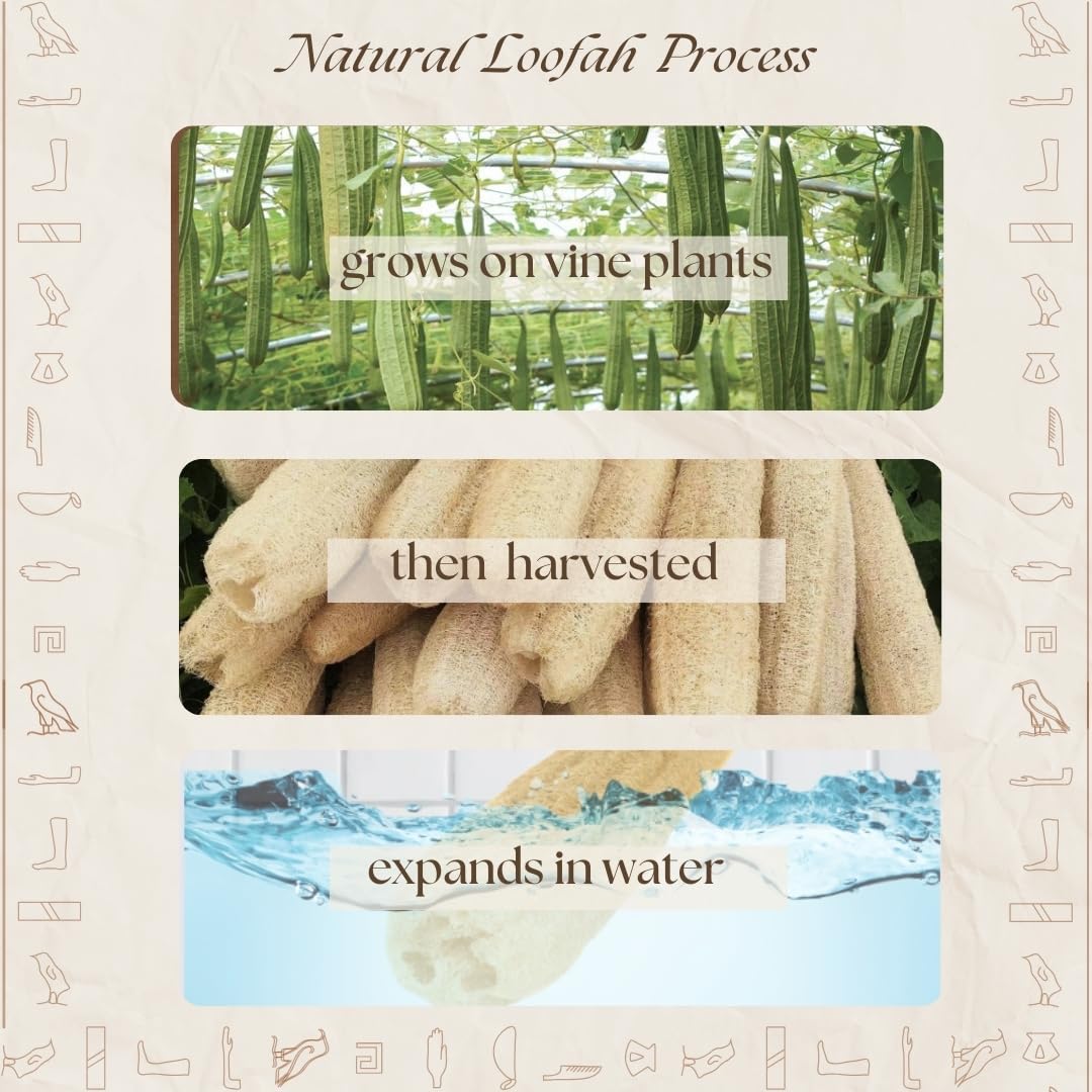 One Whole Egyptian Loofah 100% Natural SPA Beauty Bath Sponge Body Scrubber Puff. Premium Quality Lofa Loofa Luffa Loffa for exfoliating Your Skin.