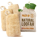All Natural Loofah Sponge, Pack of 1 Real Egyptian Bath & Shower Exfoliating Loofa Scrubber Sponges for Face, Back & Body, Eco Friendly, No Toxic Chemicals, 6" x 6" by Crafts of Egypt